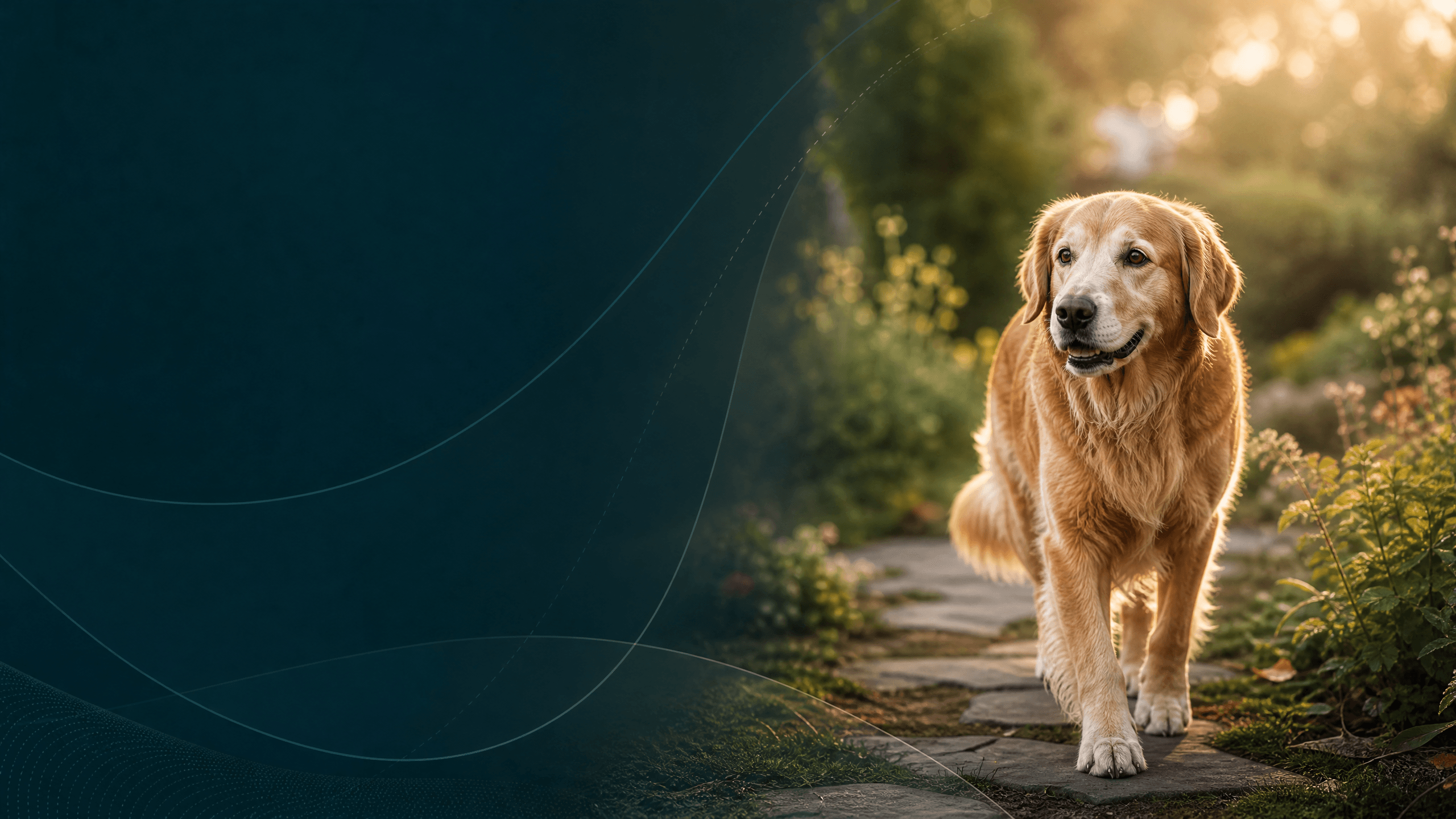 Mobility Dog Nutrition: Support Everyday Movement with Better Observation Mobility Dog Nutrition: Support Everyday Movement with Better Observation