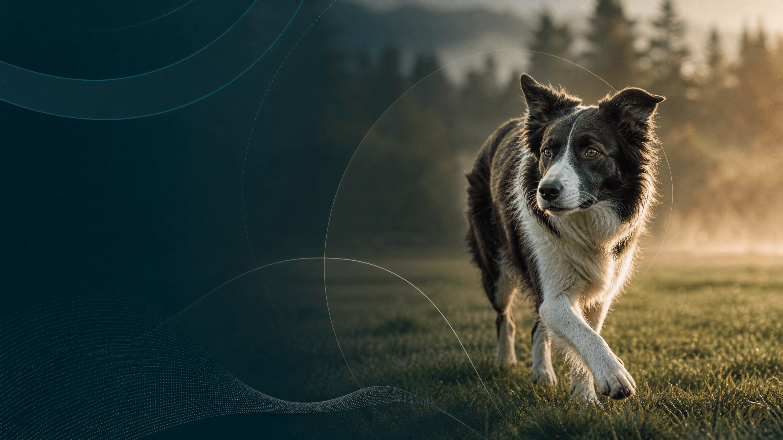 Performance Dog Nutrition: Build the Plan Before You Change the Bowl Performance Dog Nutrition: Build the Plan Before You Change the Bowl