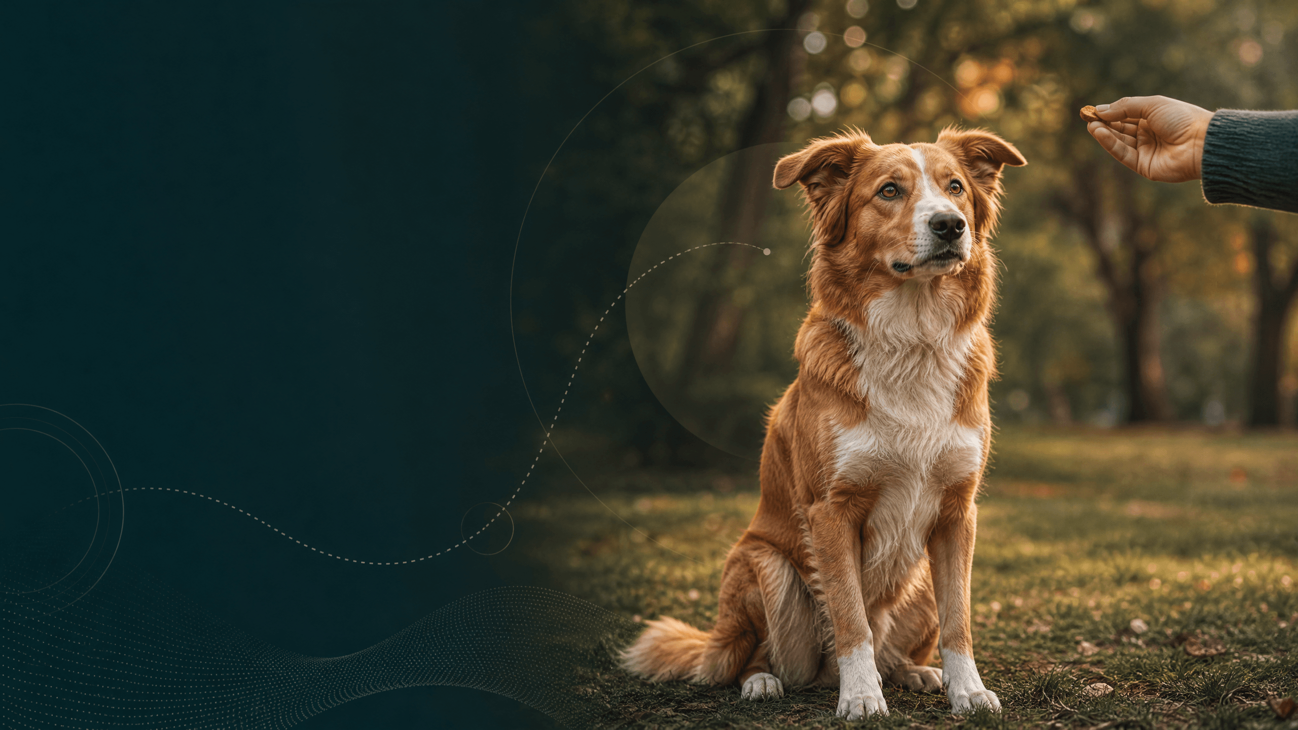 Training Dog Feeding: Let Food Clarify the Lesson, Not Control the Dog Training Dog Feeding: Let Food Clarify the Lesson, Not Control the Dog